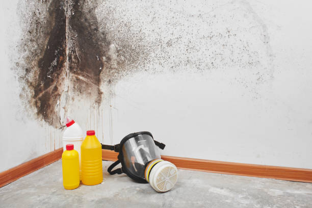 Professional Mold Removal in Miller Place, NY