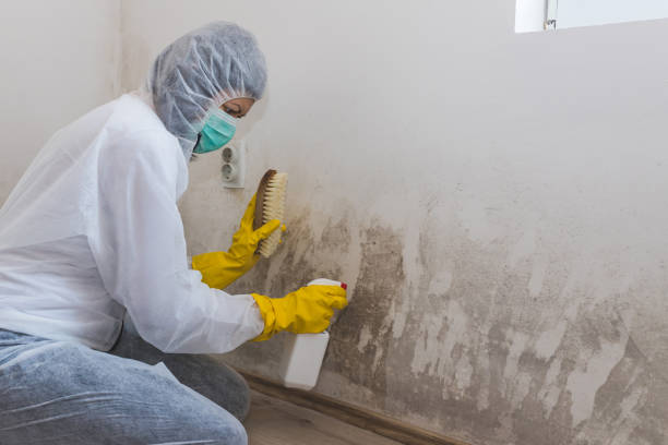 Best Mold Damage Repair  in Miller Place, NY