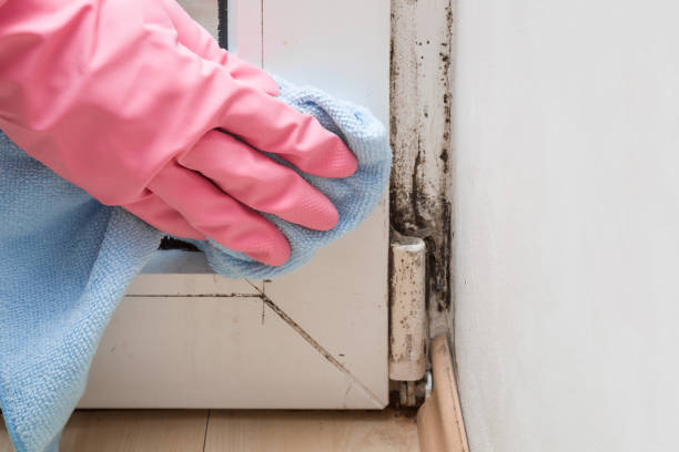 Best Commercial Mold Removal  in Miller Place, NY